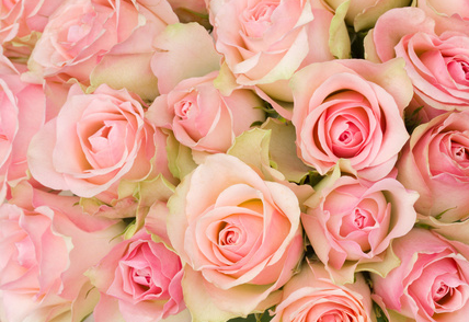 12朵粉红玫瑰花语（白色玫瑰花语和寓意）