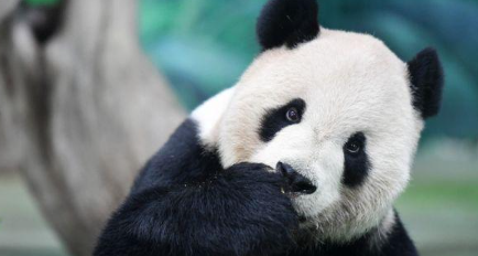 大熊猫是猫吗（大熊猫是猫吗为什么被视为中国的国宝）
