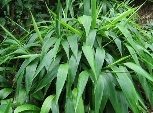 淡竹叶的功效与作用，淡竹叶的食用方法，淡竹叶的禁忌人群