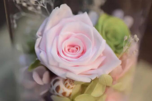 粉色玫瑰花代表什么意思（粉色玫瑰花代表什么意思33朵）