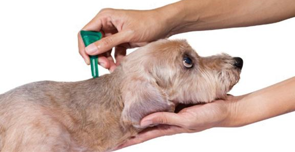 宠物怎么驱虫，狗狗打了疫苗还有必要驱虫吗？