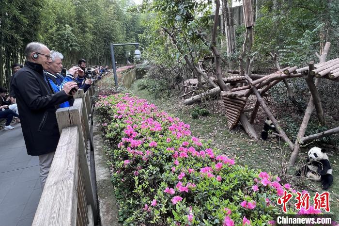 成都大运会代表团邂逅“蓉宝”原型 点赞中国大熊猫保护工作