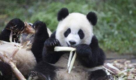 熊猫是素食动物还是肉食动物（熊猫是素食的，还是食肉的）