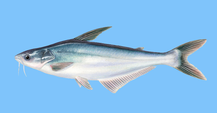 巴沙鱼生活在哪里，巴沙鱼是海鱼还是淡水鱼，你清楚吗？