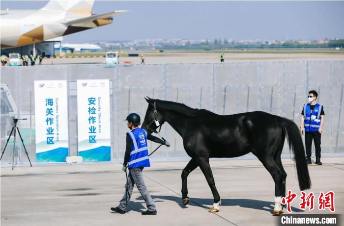 首届中国杭州国际马术公开赛将举行 参赛马匹完成入境转运
