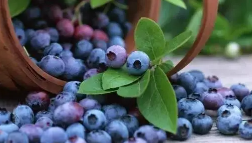 蓝莓一天吃多少为宜（蓝莓一天吃多少为宜可以吃一盒吗）