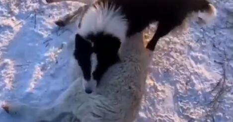 羊被冻死牧羊犬试图唤醒贴身取暖（热点）
