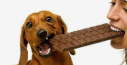 巧克力能喂狗吃吗（巧克力可以喂给狗狗吃吗）