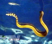 海蛇都是有毒的吗（海蛇都是有毒的吗图片）