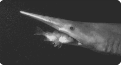世界上最稀有的鲨鱼