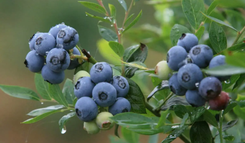 蓝莓一天吃多少为宜（蓝莓一天吃多少为宜婴儿）