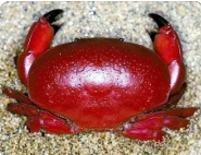 世界上最危险的螃蟹（世界上最大的螃蟹前十名）