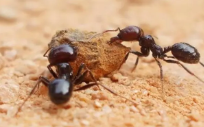 蚂蚁怎么能彻底消灭（彻底消灭蚂蚁的方法）