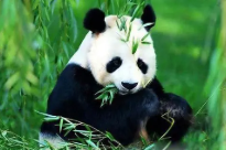 熊猫是素食动物还是肉食动物