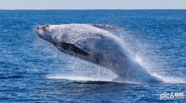 2023神奇海洋6月25日答案 海洋中的鲸鱼会不会被晒伤