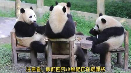 四只大熊猫凑一桌像在打麻将