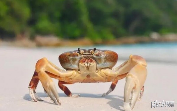 2023神奇海洋7月18日答案 螃蟹断掉的腿还能重新长出来吗