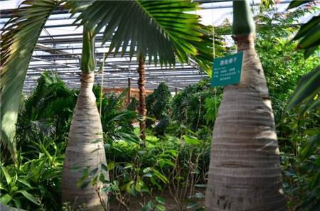 酒瓶椰子的繁殖方法图解