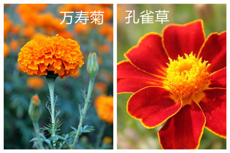 万寿菊和孔雀草的区别图片