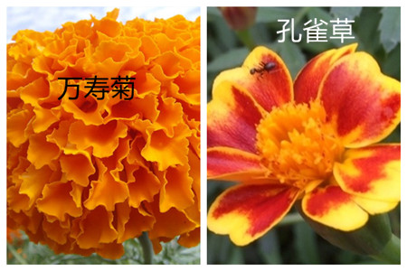 万寿菊和孔雀草的区别图片