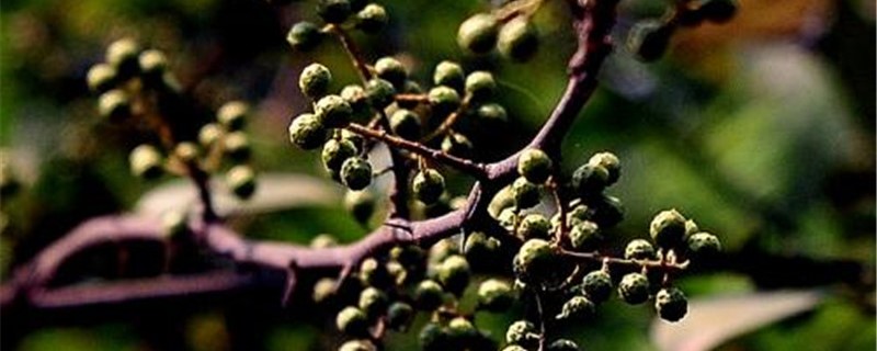 胡椒树的种植方法(胡椒树的种植方法和技术)