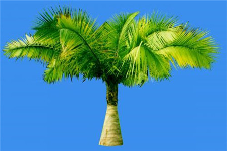 国王椰子树怎么养呢?