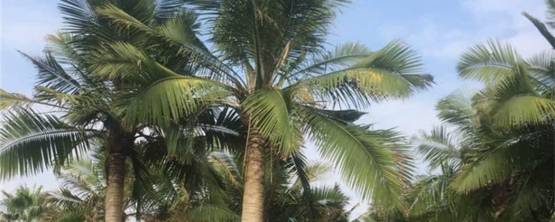 国王椰子树怎么养呢?