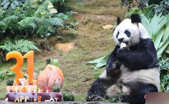 大熊猫“永明”31岁生日会在日本和歌山举办有哪些意义(今天是大熊猫过生日几个好朋友来到他家为他庆贺)