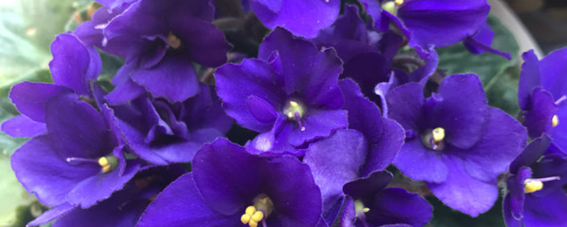 紫罗兰花语紫罗兰图片(紫罗兰花的花语和寓意)