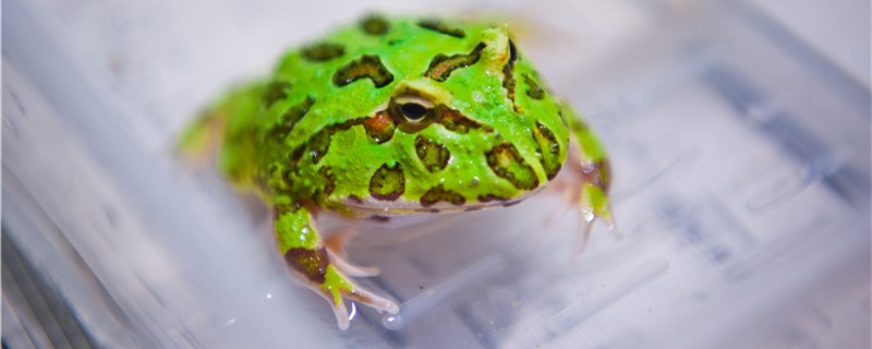 青蛙是卵生动物吗繁殖时受精卵在哪里孵化(青蛙受精卵在哪里孵化)