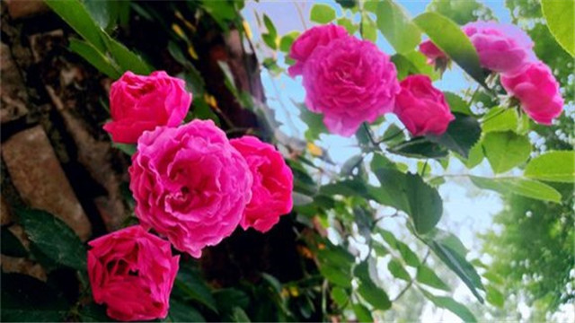 蔷薇花的养殖方法和注意事项(蔷薇花的养殖方法和注意事项有哪些)