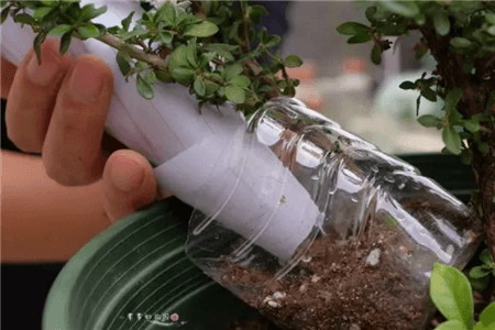 塑料瓶养花的方法视频