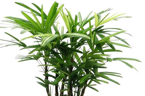 棕竹-适合客厅养的水养植物棕竹水培技巧(棕竹适合家养吗)