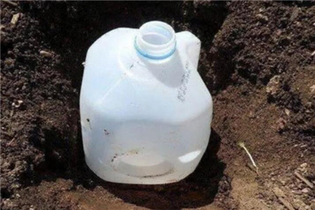 离家1个月花旺得能掐出水全靠这个大油桶！(用油桶养花图片欣赏)