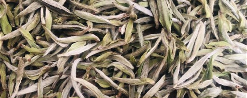 白茶的养殖方法和注意事项(白茶的养殖方法和注意事项视频)