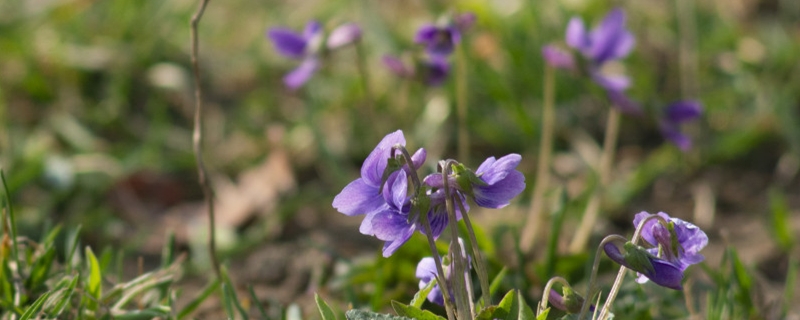 地丁草与紫花地丁的区别图片