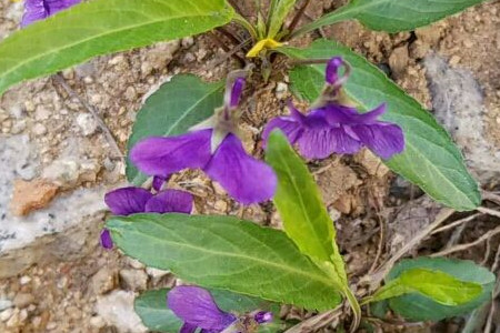 地丁草与紫花地丁的区别图片