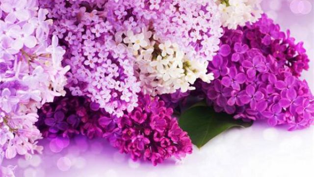 紫色丁香花的花语(紫色丁香花的花语与象征)