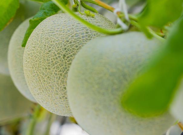吃哈密瓜可以美容吗维生素抗氧化剂增强细胞抗防晒能力(吃哈密瓜能不能变白)