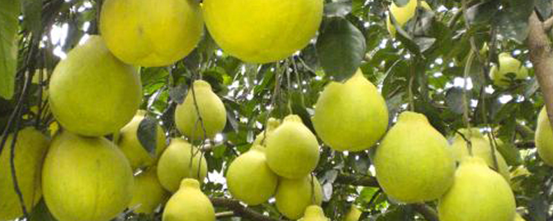 长寿沙田柚成熟时间是几月份