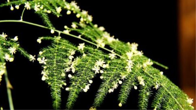 文竹的繁殖方法(文竹的繁殖方法和注意事项视频)