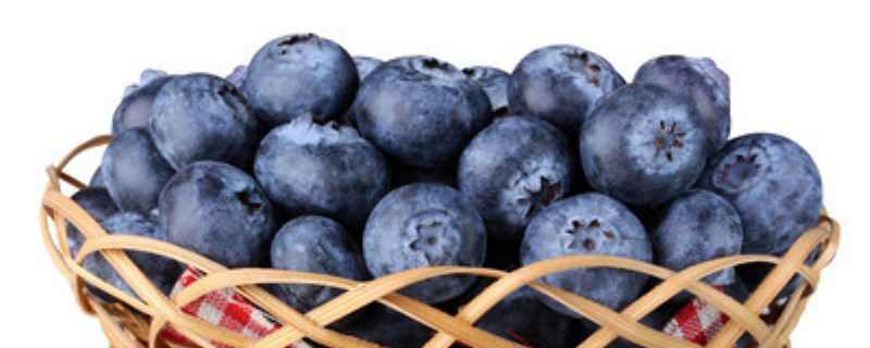 蓝莓树苗多少钱一棵(蓝莓适合种植的地方和条件)