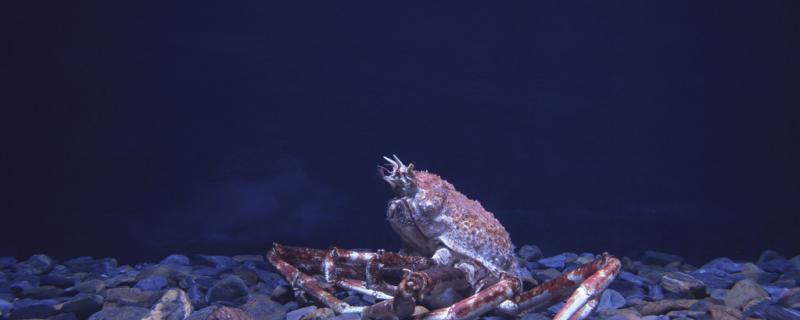海里螃蟹能钓到吗爱吃什么饵料(海边用螃蟹钓鱼)