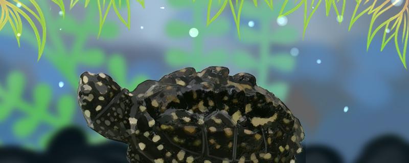 斑点池龟可以冷水过冬吗冬眠多久(斑点池龟冬天需要加温吗)