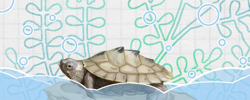 地图龟生长速度快吗一年能长多少(地图龟多久长大一厘米)