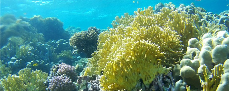珊瑚是动物还是植物有生命吗图片