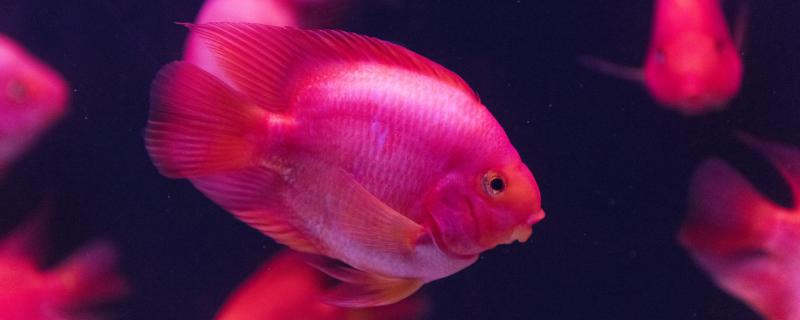 红鹦鹉鱼繁殖方法繁殖后的护理方法(红鹦鹉鱼如何繁殖)