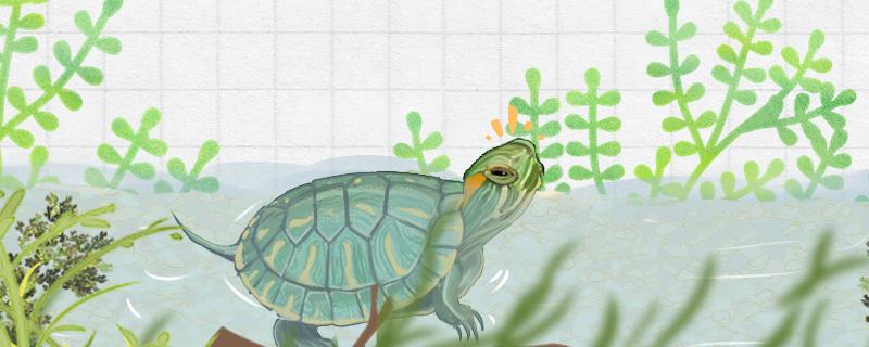 巴西龟能放陆地养吗