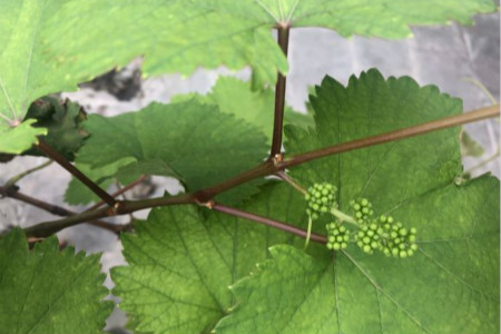 葡萄怎样种植技术