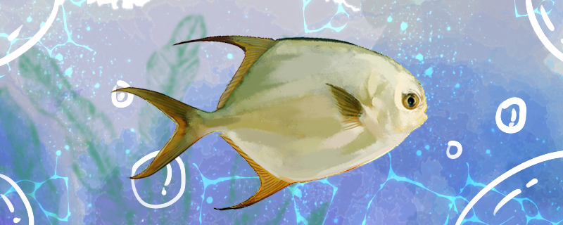 金鲳鱼是海鱼吗生活在哪里(金鲳鱼是深海鱼还是淡水鱼?)